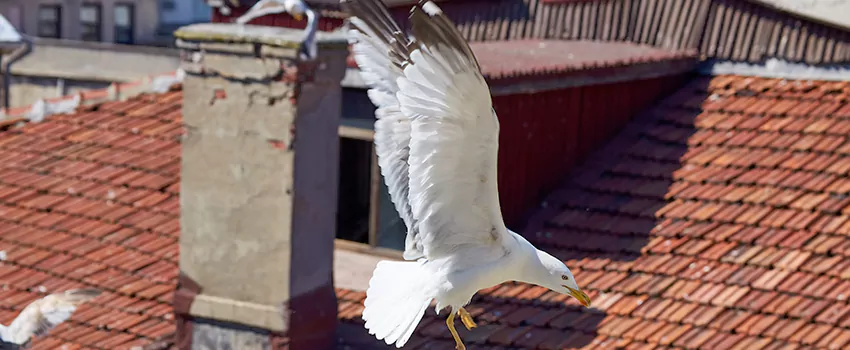 Residential Chimney Animal Removal Solution in Bethpage, NY