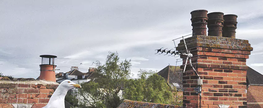 Chimney Cleaning And Restoration in Bethpage, New York